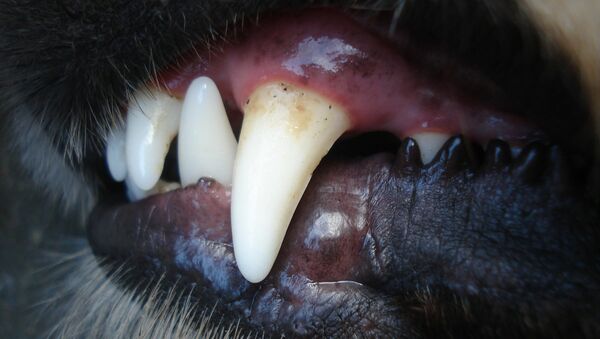 Dents de chien - Sputnik Afrique