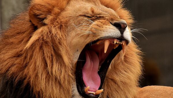 Un lion - Sputnik Afrique