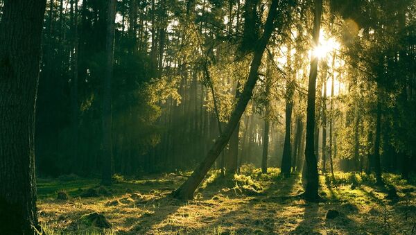 Dans la forêt - Sputnik Afrique