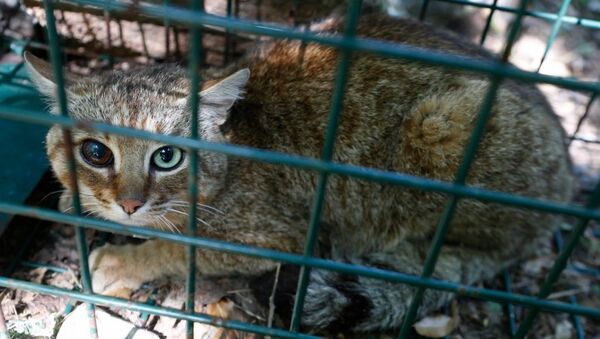 Chat-renard - Sputnik Afrique