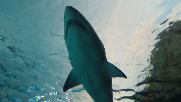 Un requin  - Sputnik Afrique