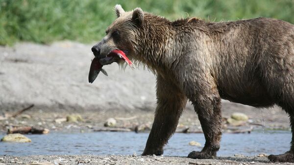 Un ours - Sputnik Afrique
