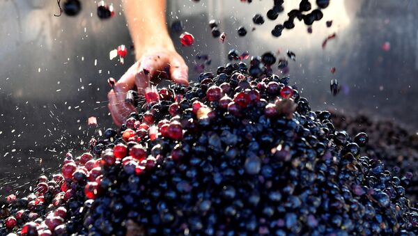 Vignoble France 2019 - Sputnik Afrique