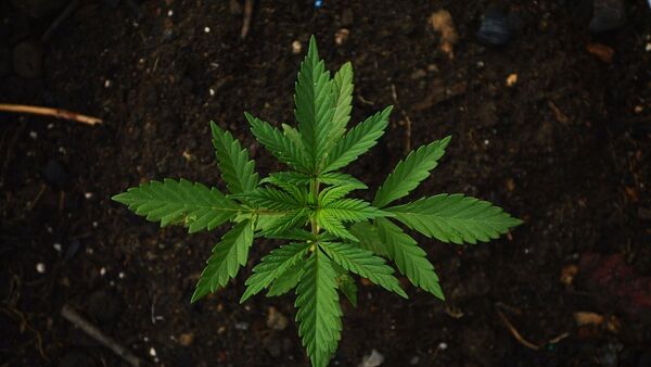 Cannabis - Sputnik Afrique