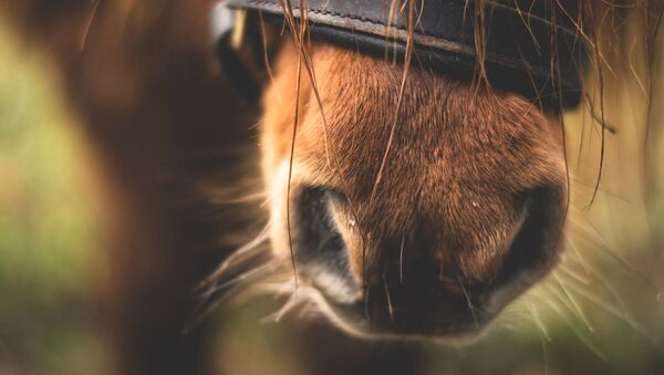 Poney - Sputnik Afrique