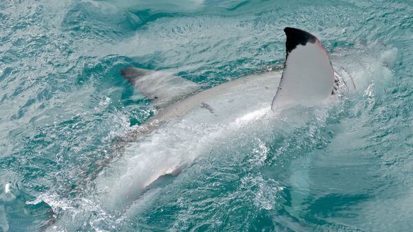 Un grand requin blanc - Sputnik Afrique