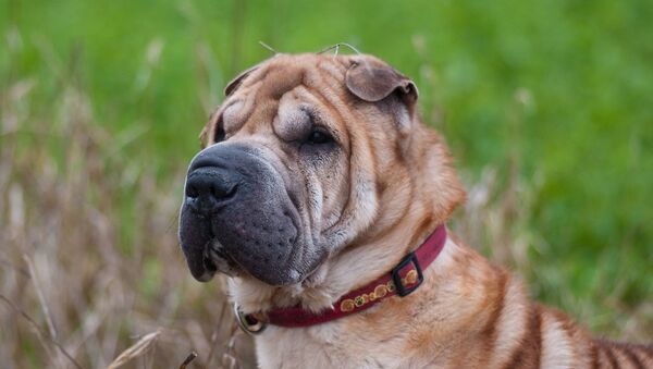 Un Shar-Peï  - Sputnik Afrique