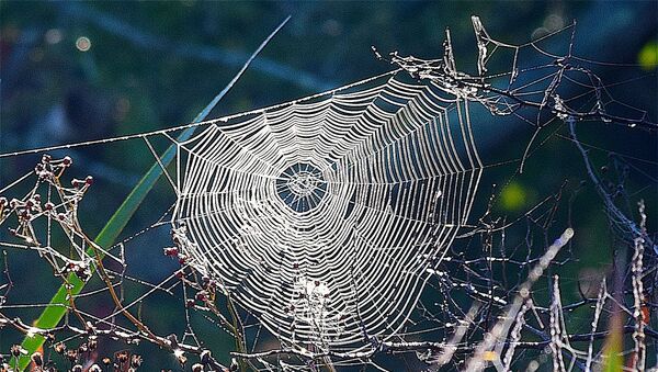 Une toile d'araignée - Sputnik Afrique