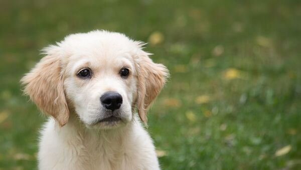 un golden retriever - Sputnik Afrique