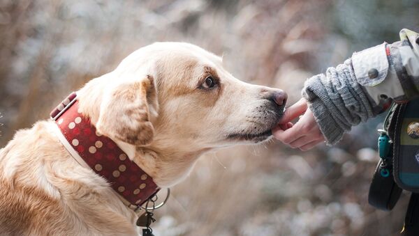 Un labrador (image d'illustration) - Sputnik Afrique
