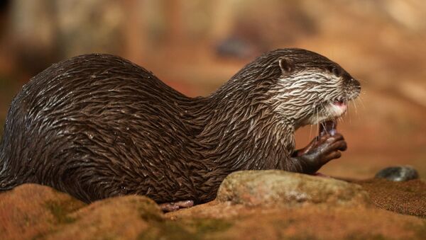 Loutre - Sputnik Afrique