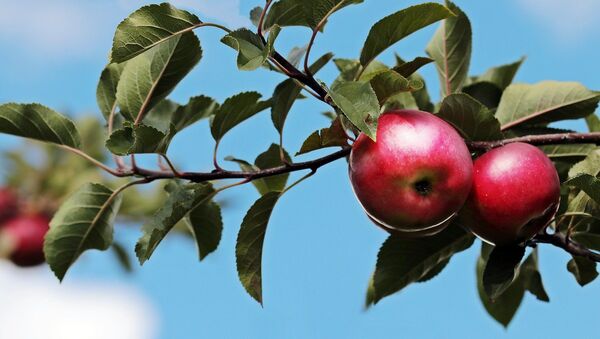 Pommes rouges sur une branche. Image d'illustration - Sputnik Afrique