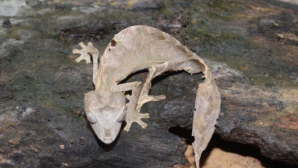 Uroplatus phantasticus - Sputnik Afrique