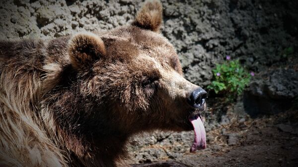 Un ours - Sputnik Afrique